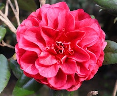 red nuccios bella rosa camellia