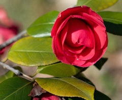red mathotiana supreme camellia
