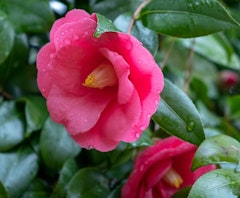 kumasaka camellias