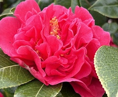 kramers supreme camellia