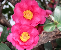 kanjiro camellias