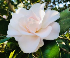 jury's pearl camellia