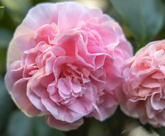 pink debutante camellias