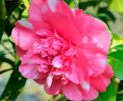 pink chandleri camellias