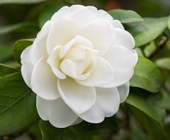 cream buttermint camellias