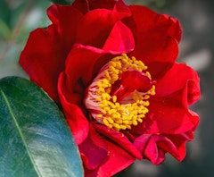 bob hope camellias