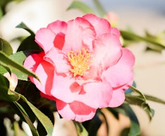 april remembered camellia