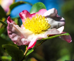 apple blossom camellia