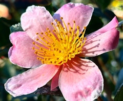 pink a boo camellia
