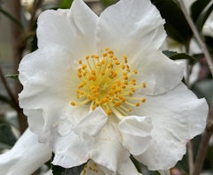 silvery waves camellia