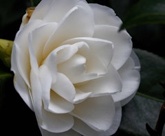 white swan lake camellia