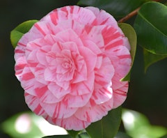 variegated carters sunburst camellia