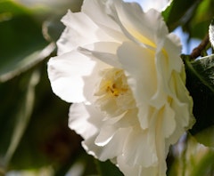 white doves camellia