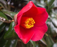 red springs promise ice angel camellia