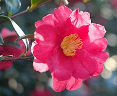 coral delight camellia