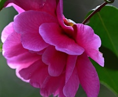 magenta chansonette camellia