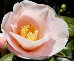 light pink magnoliaeflora camellia