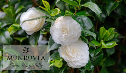 white camellias