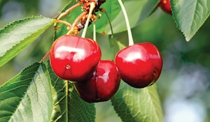 ripe bing cherries hanging from tree