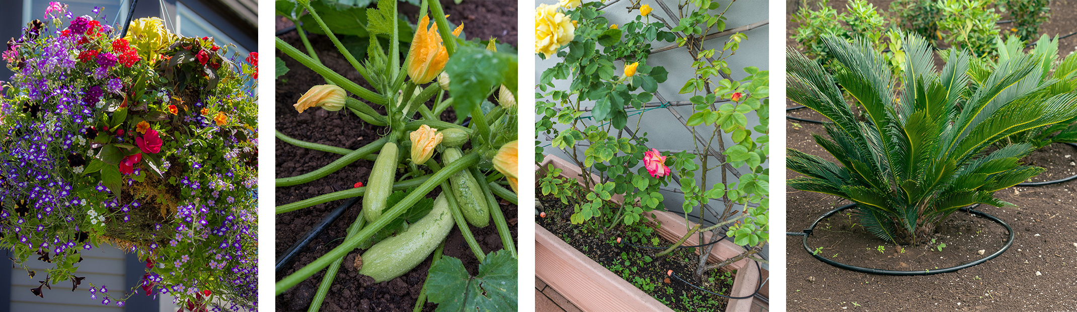 Hanging flower basket, zucchini, potted roses, and palms --all using drip irrigation systems.