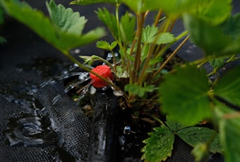 Strawberry Plant with Drip System and Weed Barrier.