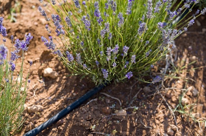 Lavender plants with drip irrigation.