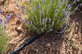 Lavender plants with drip irrigation.