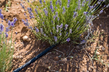 Lavender plants with drip irrigation.