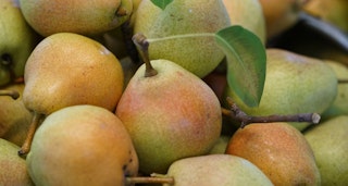 kieffer pear ultra dwarf fruit tree