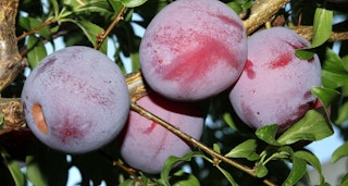 santa rosa plum ultra dwarf fruit tree
