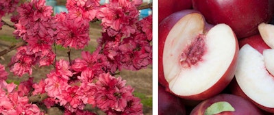 atomic red nectarine fruit tree double flower in spring and ripe fruit from tree