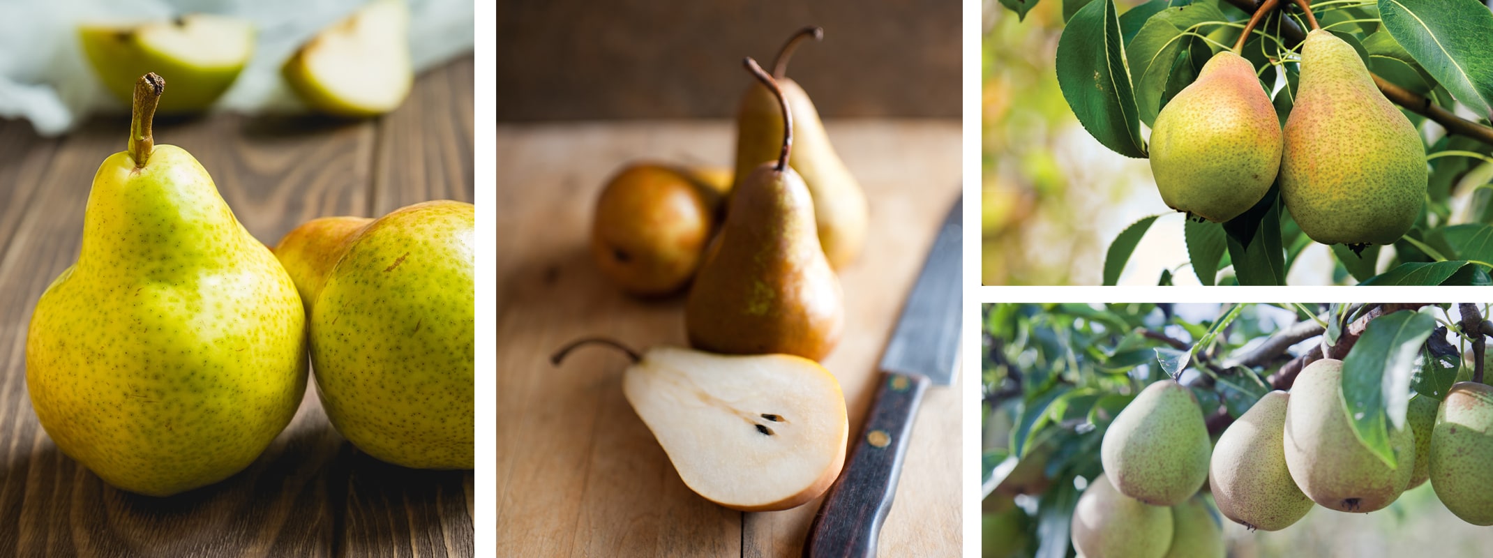 assorted pears 4 varieties to represent those found on a multi grafted pear fruit tree
