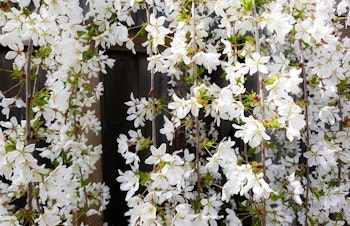 flowering weeping cherry tree snow fountain