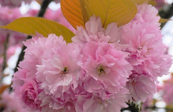 flowering cherry kwanzan tree pink double blooms