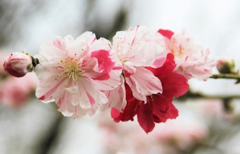 peppermint variety of flowering prunus peach tree branch