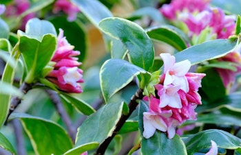 blooming daphne odora marginata shrub