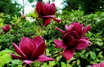 deep maroon blooms on magnolia genie flowering tree