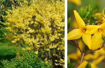 bright yellow flowering forsythia bronxensis shrub full size and up close
