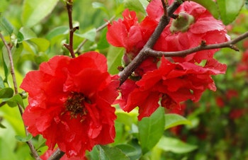 bright red blooms on flowering quince chaenomeles shrub