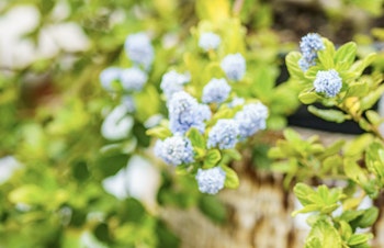 flowering ceanothus diamond heights shrub