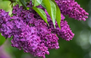 flowering lilac syringa bloomerang dark purple shrub