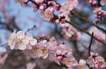 flowering japanese apricot mokel ume tree