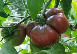 Black Krim Tomatoes growing on the vine.