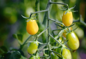 Yellow Pear Tomatoes growing on the vine.