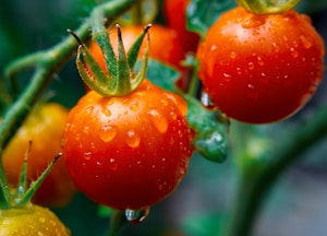 Supersweet 100 Cherry Tomatoes growing on the vine.