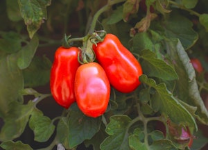 San Marzano Tomatoes growing on the vine.