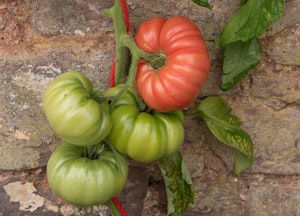 Mortgage Lifter Tomatoes growing on a wall.