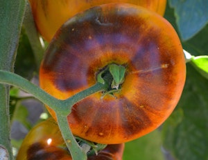 Lucid Gem Tomatoes growing on the vine.