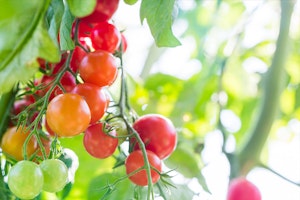 Large Red Cherry Tomatoes growing on the vine.