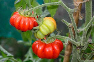 Costoluto Fiorentino Tomatoes growing on the vine.